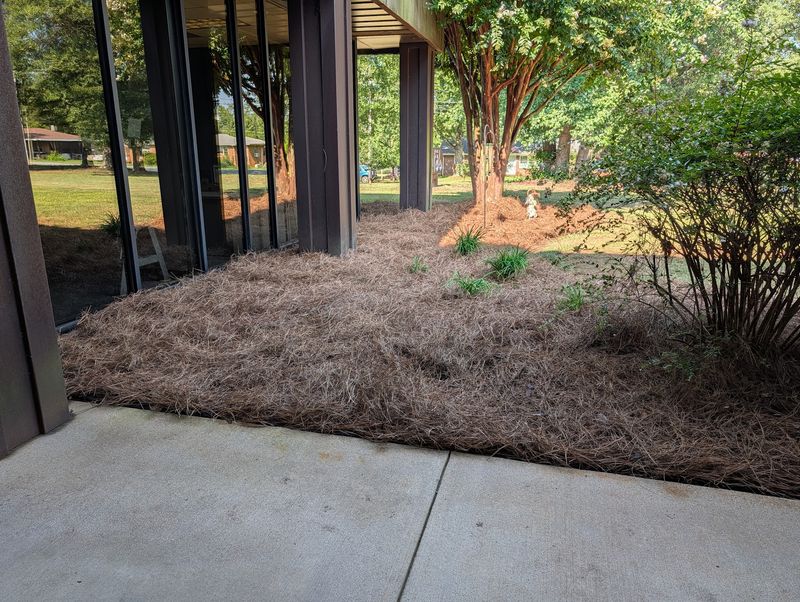 Fresh pine straw in beds beside a walkway
